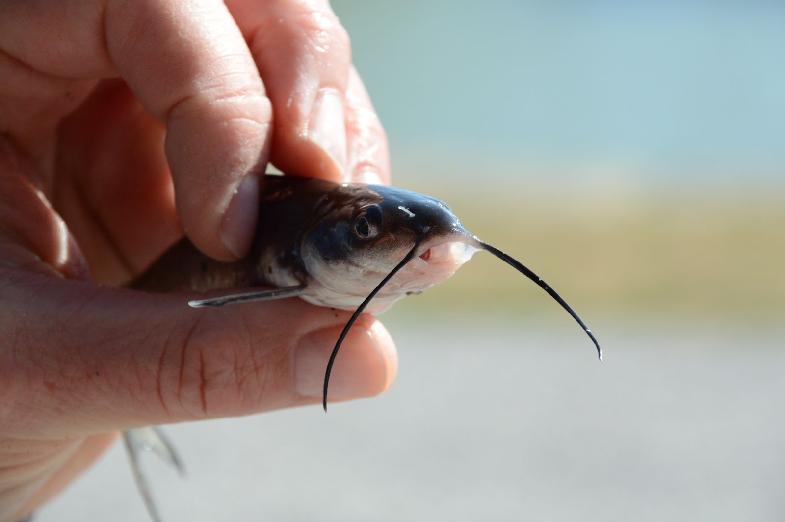 Should I Stock Catfish in My Pond?